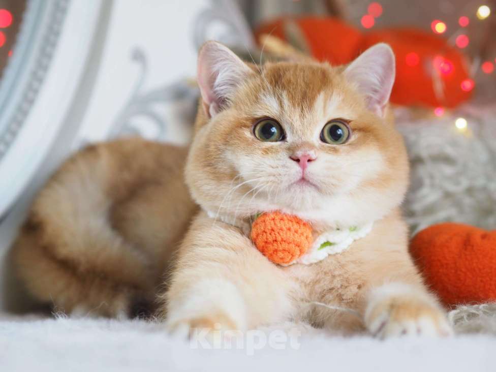 Кошки в Москве: Британский котёнок Джиган Мальчик, 120 000 руб. - фото 9