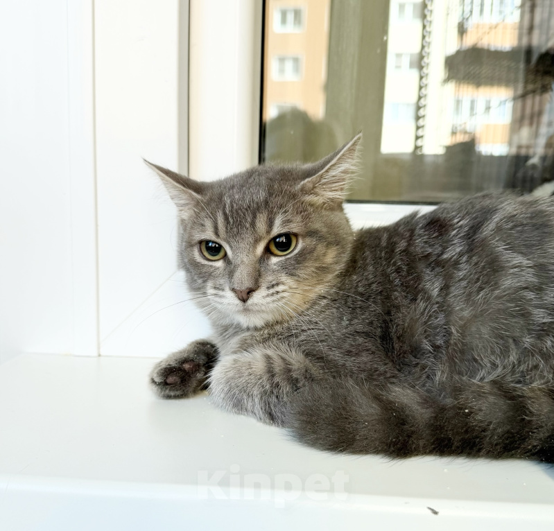 Кошки в Москве: Котенок Фасолька ласковая девочка в добрые руки Девочка, Бесплатно - фото 6