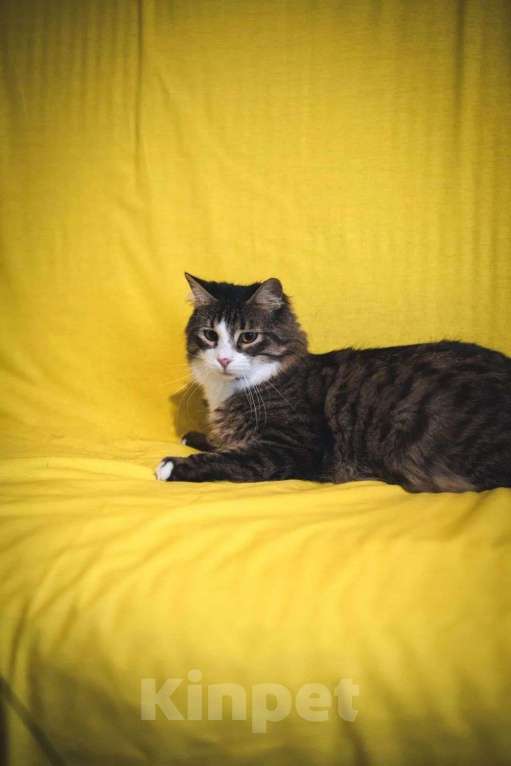 Кошки в Москве: Пушистый котик Камыш ищет хозяина Мальчик, Бесплатно - фото 6