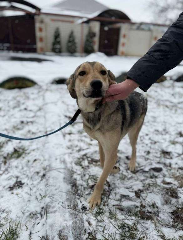 Собаки в Ставрополе: Юна хочет домой Девочка, Бесплатно - фото 4