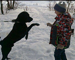 Собаки в Серпухове: Вязка лабрадор, Бесплатно - фото 6