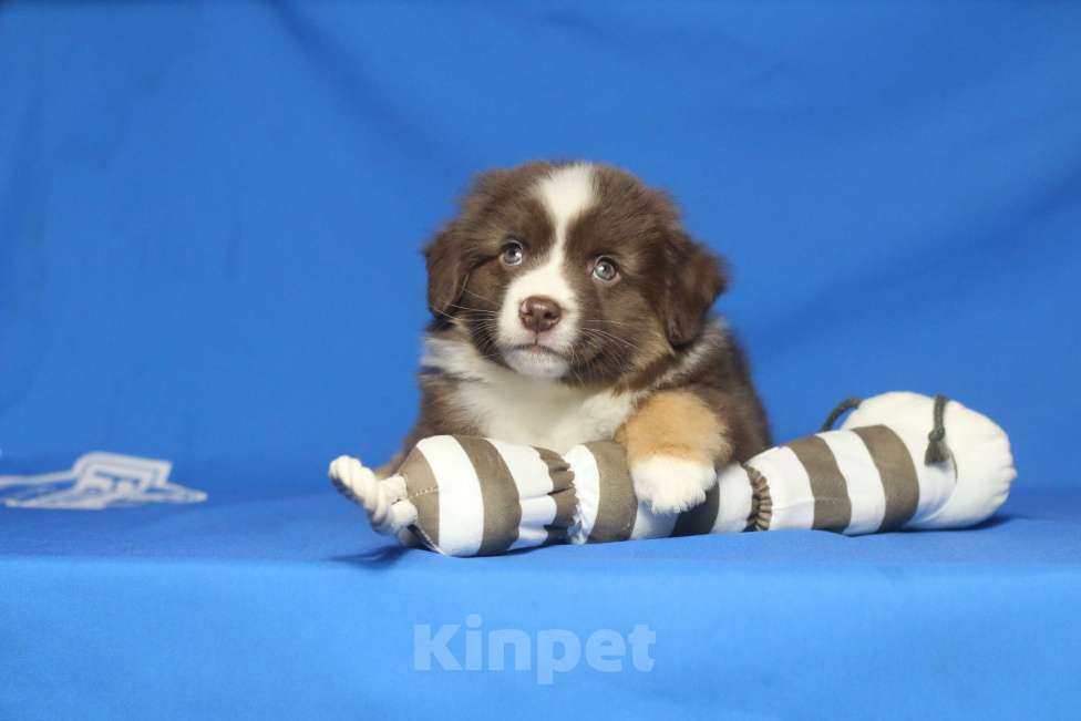 Собаки в Рязани: Ще́нки мини ауси Разнополые, 60 000 руб. - фото 9