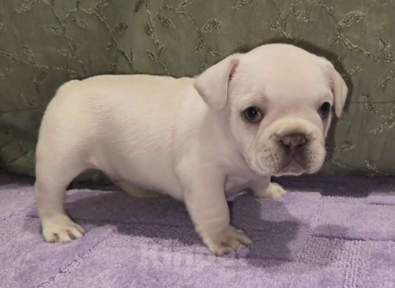 Собаки в Москве: Кремовый мальчишка Мальчик, 60 000 руб. - фото 4