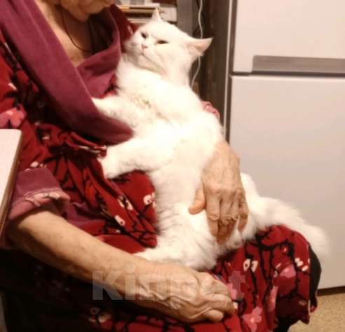 Кошки в Санкт-Петербурге: Потерялась кошка 17.12.2025 Спб Девочка, 10 000 руб. - фото 1