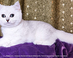 Кошки в Москве: Британские короткошёрстные котята Девочка, Бесплатно - фото 4
