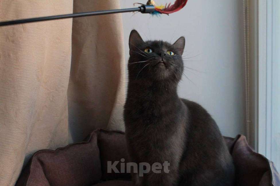 Кошки в Москве: МАЛЬВИНА — дымчатая кошечка с любящим сердцем 💙 Девочка, Бесплатно - фото 6