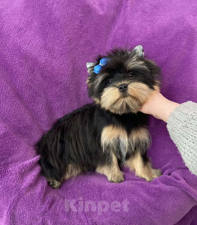 Собаки в Москве: Яркий йорк мальчик стандарт бэби фейс Мальчик, 39 000 руб. - фото 1