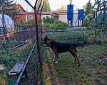 Собаки в Омске: Сторожевой пёс Мальчик, 1 руб. - фото 2