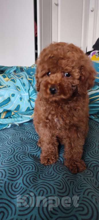 Собаки в Мытищах: Пудель миниатюрный red Девочка, 80 000 руб. - фото 4