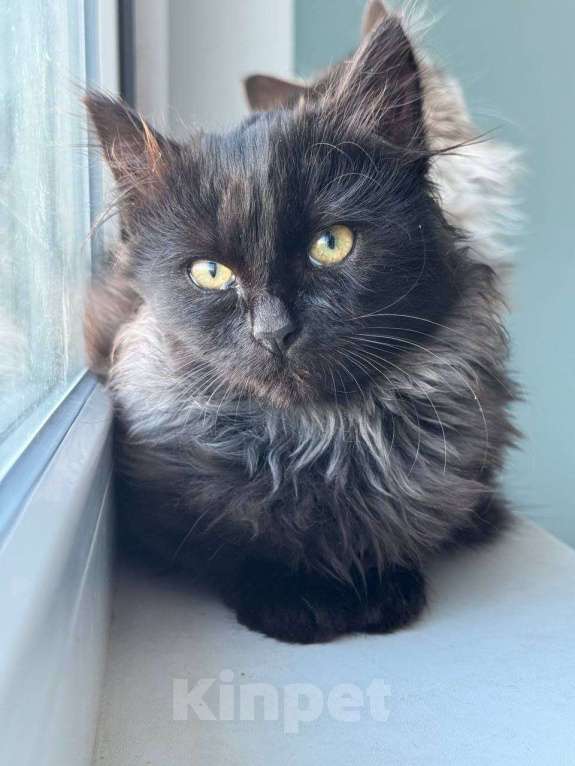 Кошки в Москве: черно-серый котенок Шэдоу ищет дом Девочка, Бесплатно - фото 4