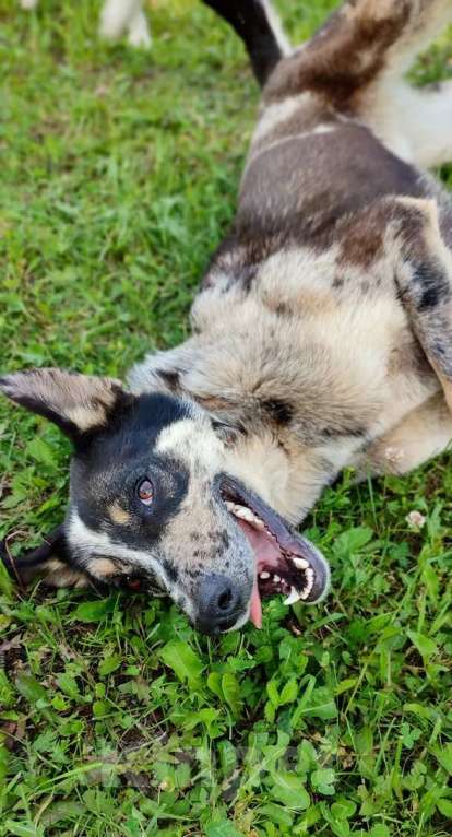 Собаки в Москве: Умнейший пёс окраса мерль Генри в добрые руки Мальчик, 1 руб. - фото 5