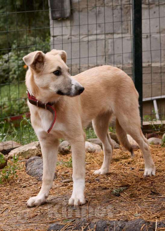Собаки в Химках: Братики и сестрёнка ждут свою семью Мальчик, Бесплатно - фото 6