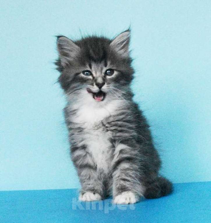 Кошки в Москве: Сибирские котята Мальчик, Бесплатно - фото 8