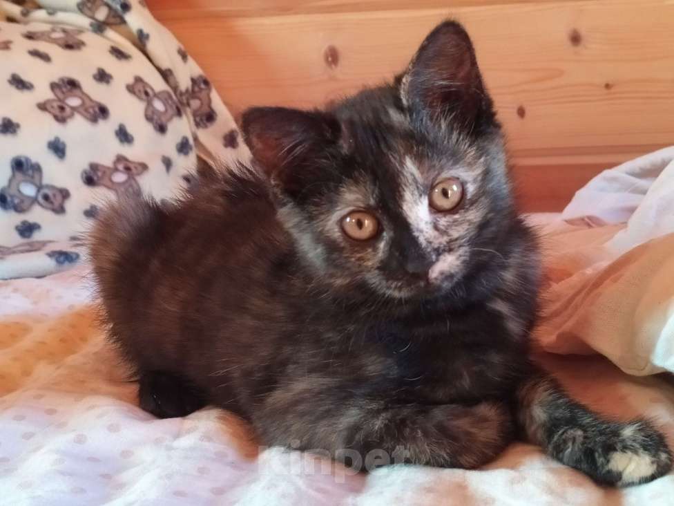 Кошки в Санкт-Петербурге: Ласковый  котëнок Софочка в добрые руки Девочка, Бесплатно - фото 7