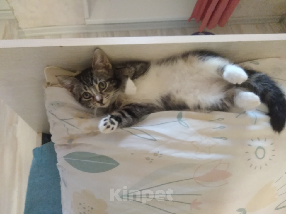 Кошки в Санкт-Петербурге: Котенок Эля Девочка, Бесплатно - фото 3