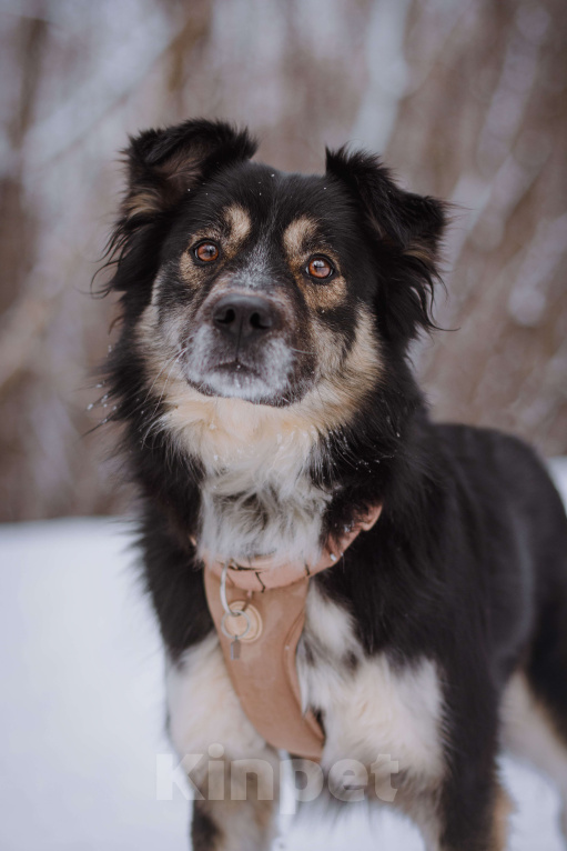 Собаки в Москве: Надя Девочка, Бесплатно - фото 4