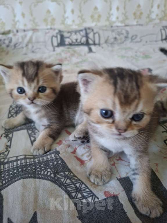 Кошки в Симферополе: 2 мальчика шотландских  Мальчик, 15 000 руб. - фото 6
