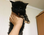 Кошки в Пензе: Чистопородные котята Мей Кун из питомника Девочка, 35 000 руб. - фото 1