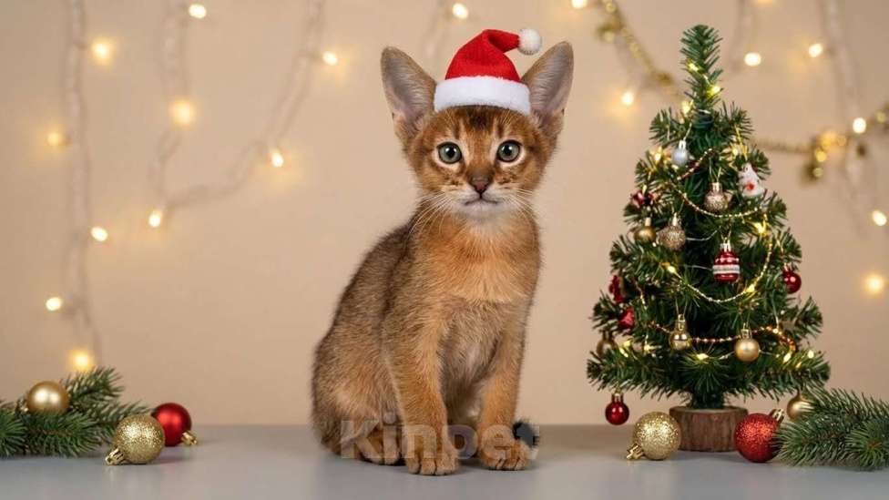 Кошки в Москве: абиссинский котик дикого окраса под резерв  Мальчик, 90 000 руб. - фото 1