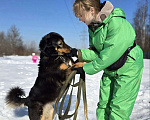 Собаки в Королеве: Града - воплощение безграничной нежности! Девочка, Бесплатно - фото 4