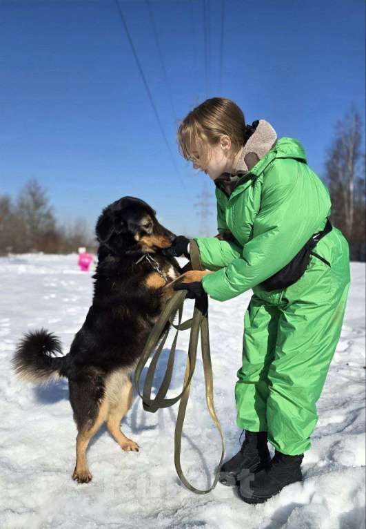Собаки в Королеве: Града - воплощение безграничной нежности! Девочка, Бесплатно - фото 4