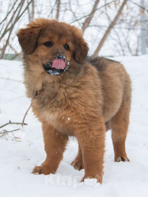 Собаки в Москве: Щенки Монгольского банхара Девочка, Бесплатно - фото 7