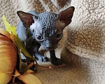 Кошки в Москве: Невероятная малышка канадского сфинкса Девочка, 35 000 руб. - фото 2