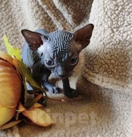 Кошки в Москве: Невероятная малышка канадского сфинкса Девочка, 35 000 руб. - фото 2