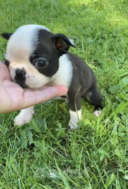 Собаки в Москве: Бостон терьер -мальчик Мальчик, Бесплатно - фото 2
