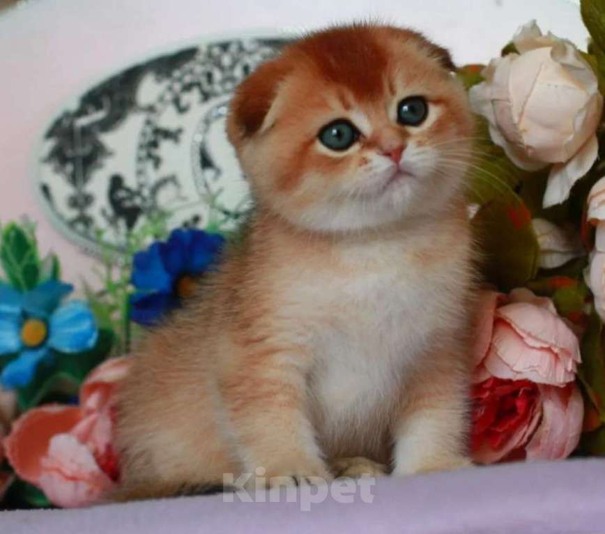 Кошки в Москве: Золотая шиншилла с документами  Девочка, 40 000 руб. - фото 1