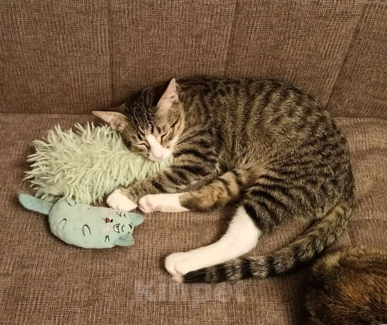 Кошки в Москве: Кошка-подросток Девочка, Бесплатно - фото 10