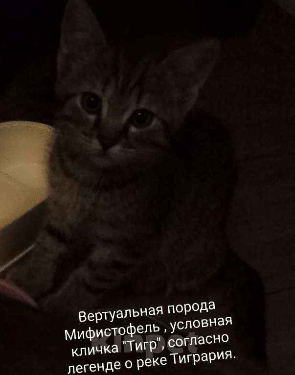 Кошки в Орле: Подари свое выражение статуса✓ Мальчик, 1 682 руб. - фото 3