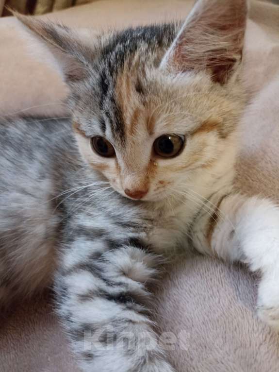 Кошки в Омске:  Срочно отдам кошечку  Девочка, Бесплатно - фото 5