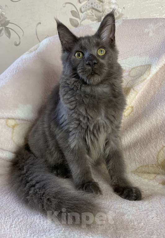 Кошки в Дмитрове: Черный дымчатый мальчик мейн кун Nord Мальчик, 60 000 руб. - фото 5