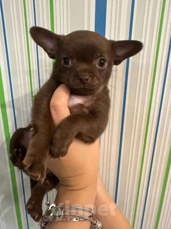 Собаки в Москве: Шоколадки Мальчик, 29 000 руб. - фото 2