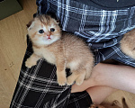 Кошки в других городах Тульской области: Шотландский вислоухий короткошерстный котенок Девочка, 15 000 руб. - фото 4
