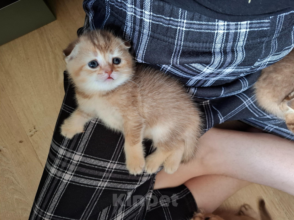 Кошки в других городах Тульской области: Шотландский вислоухий короткошерстный котенок Девочка, 15 000 руб. - фото 4
