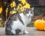 Кошки в Кувшиново: Чудесная Муся в заботливую семью, Бесплатно - фото 1