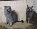 Кошки в Бийске: Котёнок шотландский (девочка) Девочка, 1 000 руб. - фото 2