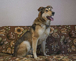 Собаки в Бронницах: Нежнющий Купер Мальчик, Бесплатно - фото 9