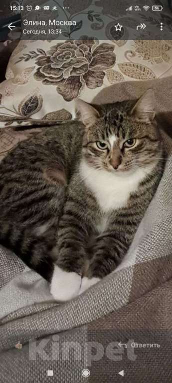 Кошки в Калуге: Отдам в хорошие руки Мальчик, Бесплатно - фото 1