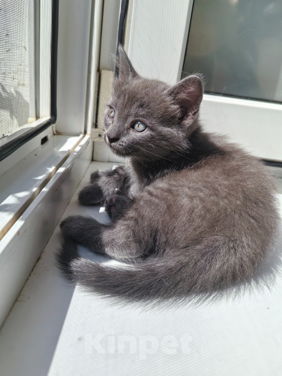 Кошки в Ярцево: Котёнок ищет семью Мальчик, 1 руб. - фото 2
