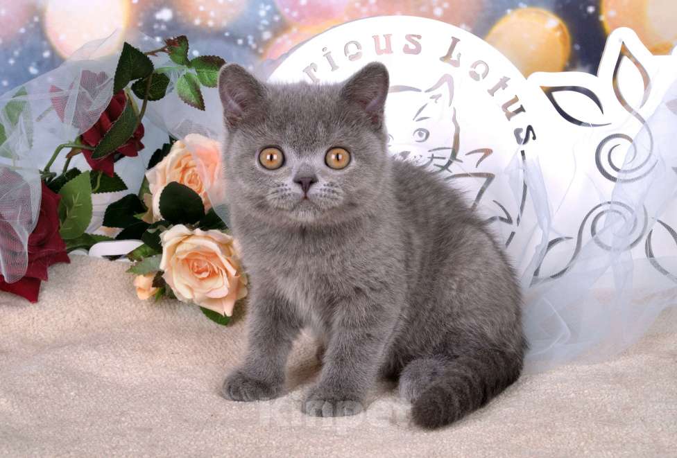 Кошки в Санкт-Петербурге: Британский котик классического голубого окраса Мальчик, 60 000 руб. - фото 7