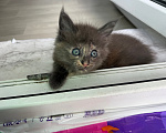 Кошки в Чите: Котенок МЕЙН КУН девочка Девочка, 20 000 руб. - фото 5