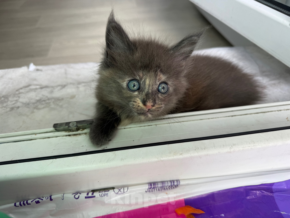 Кошки в Чите: Котенок МЕЙН КУН девочка Девочка, 20 000 руб. - фото 5