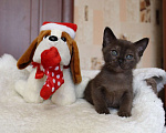 Кошки в Санкт-Петербурге: Бурманские котята Девочка, 50 000 руб. - фото 5
