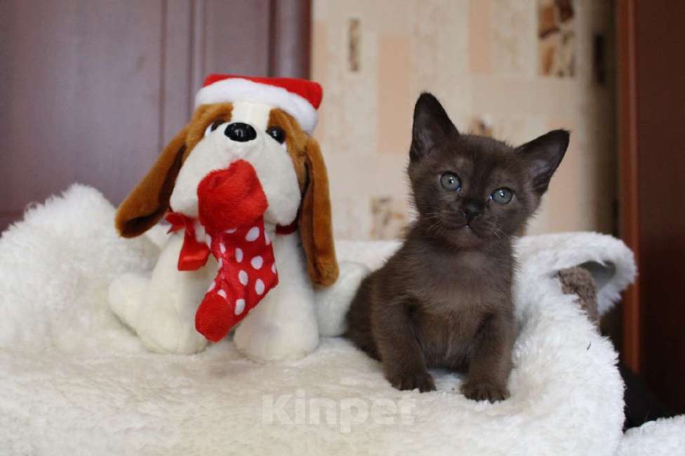 Кошки в Санкт-Петербурге: Бурманские котята Девочка, 50 000 руб. - фото 5