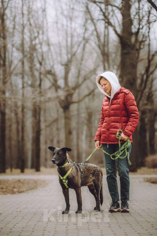 Собаки в Москве: Чудесный небольшой мальчик в дар Мальчик, Бесплатно - фото 3