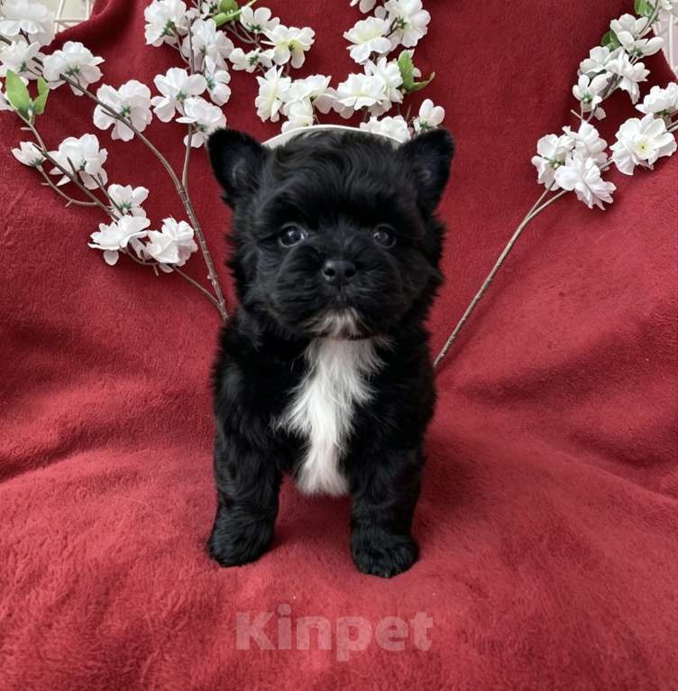 Собаки в Москве: Чёрный йорк мальчик стандарт кукольный Мальчик, 80 000 руб. - фото 7