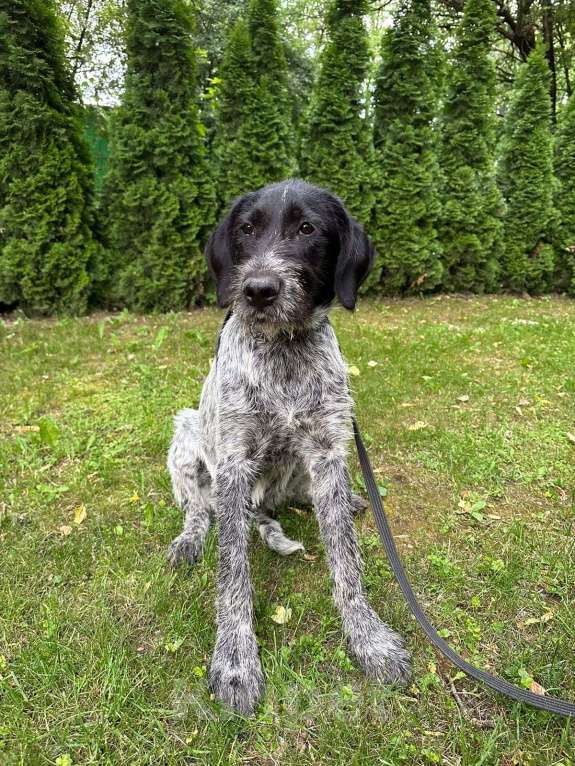 Собаки в Москве: Метис дратхаара Артур в добрые руки  Мальчик, Бесплатно - фото 5